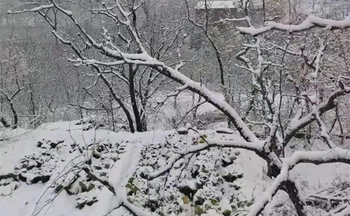 山東下雪了